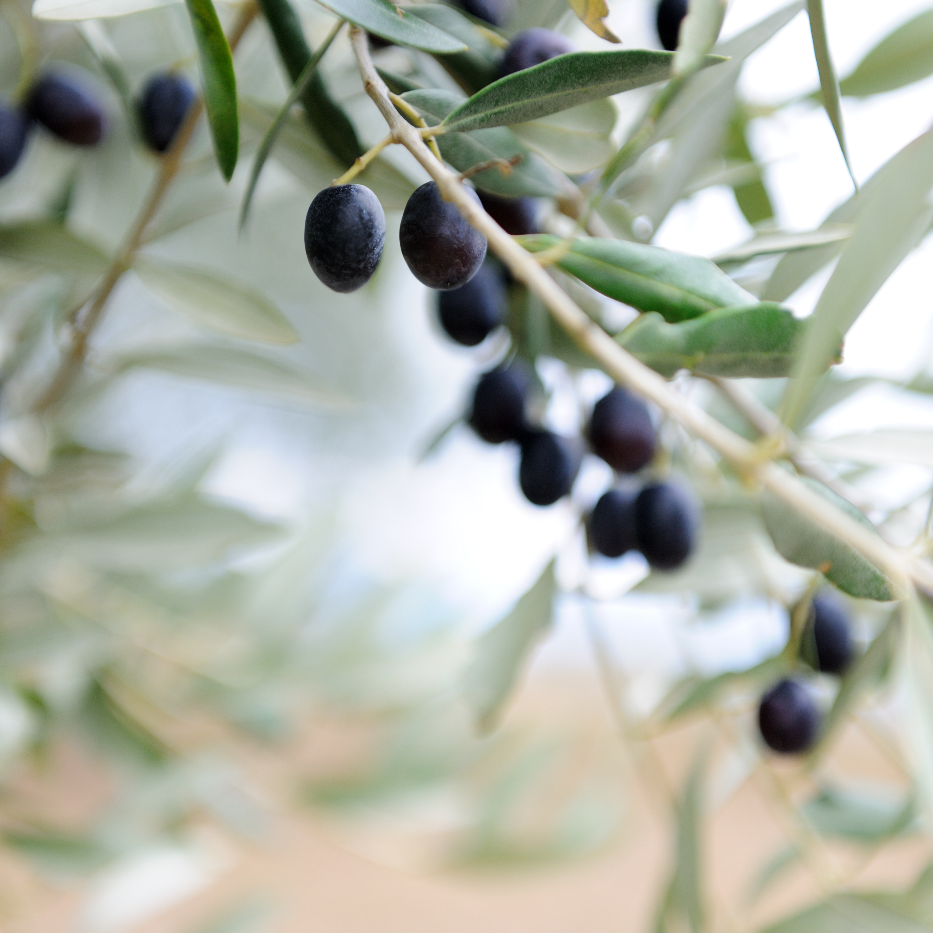 Extending the Olive Branch