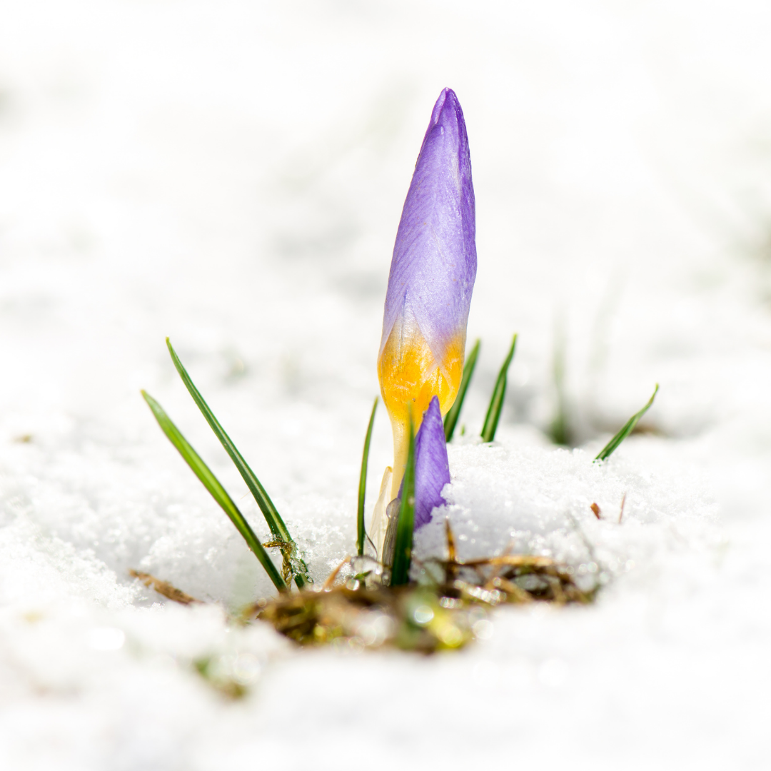 The Enduring Beauty of Turkey’s Winter Blooms