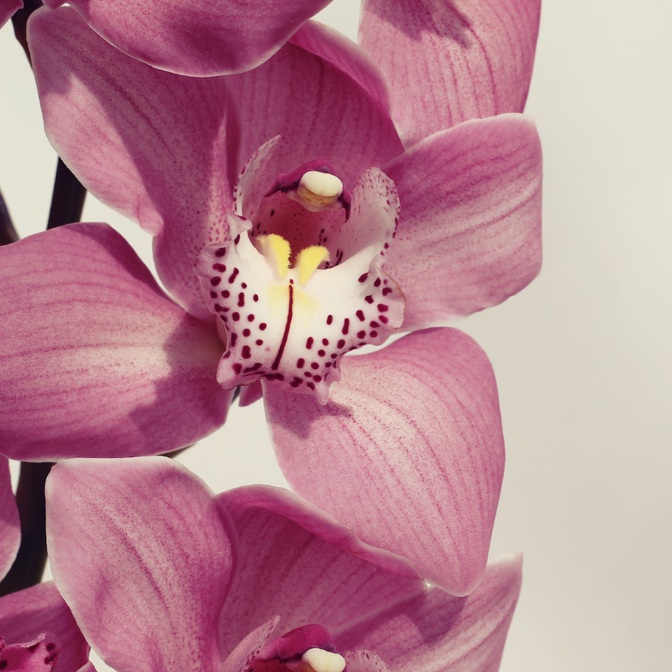 The Versatility of Oya Brooches – Part 1: The Orchids of Turkey
